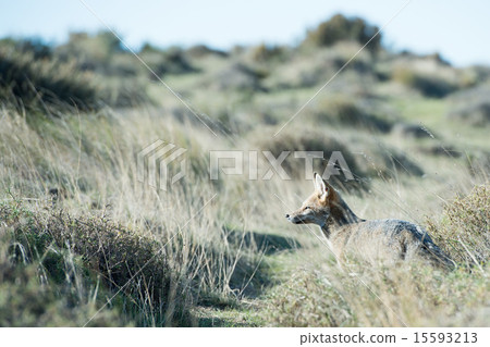 grey fox hunting on the grass 15593213