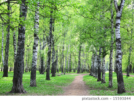 First spring greens in the evening birch grove First spring greens in the evening birch grove 15593844
