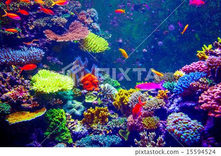 Coral Reef and Tropical Fish 15594524