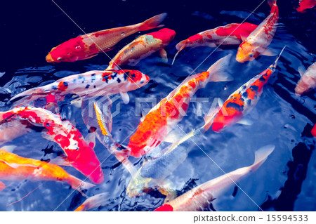 Koi Carp Fishes 15594533