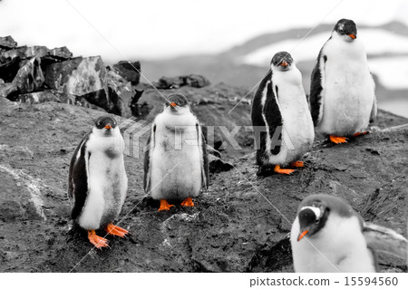 Group of penguin chicks Group of penguin chicks 15594560