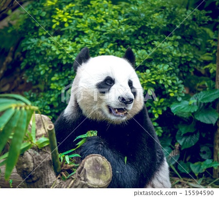 Giant panda 15594590