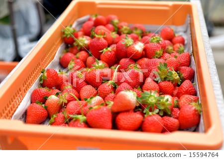 Strawberry picking Strawberry picking 15594764