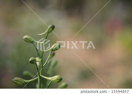Hyenso的花蕾 15594857