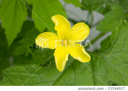 Botanical flowers 15594917