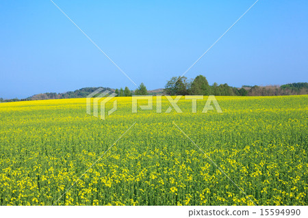 油菜田 油菜田 15594990