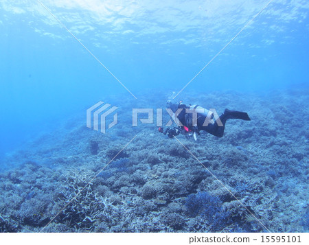 潛水風景在沖繩·西表島 15595101