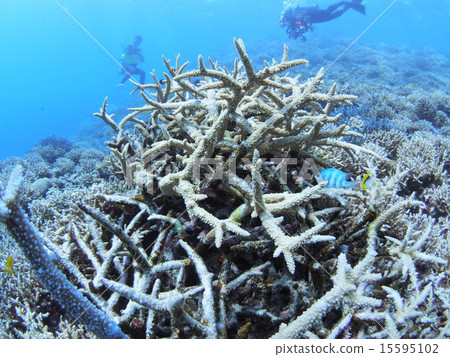Tropical fish hidden in branches of Okinawa · Iriomote Island 15595102