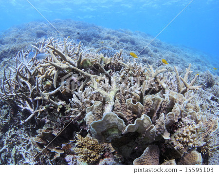 珊瑚礁由沖繩·西表島的各種珊瑚組成 15595103