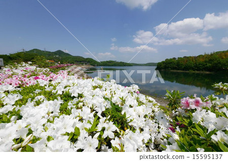 Spring larval pond and azalea 15595137