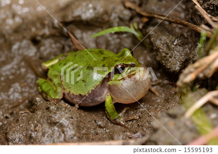 日本鐮刀日本slu flying飛揚 日本鐮刀日本slu flying飛揚 15595193