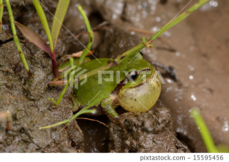 日本鐮刀日本slu flying飛揚 15595456