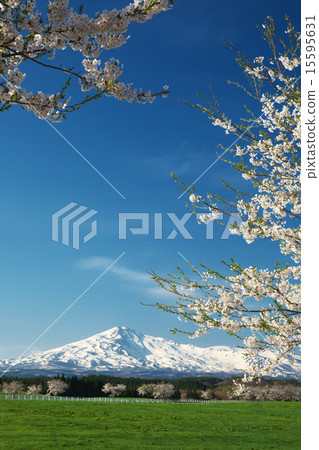 Yuri Akita Honjo City Yuri Takahara Fureai ranch 15595631
