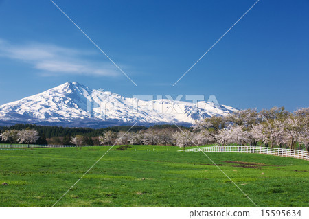 Yuri Akita Honjo City Yuri Takahara Fureai ranch 15595634