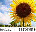 向日葵 15595654