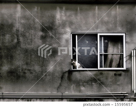 Cat in the window 15595657