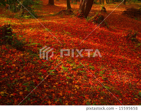 秋天的樹葉 15595658