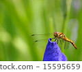 在虹膜的蜻蜓 15595659
