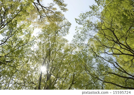 Zelkova Forest Blue Sky 2 Zelkova Forest Blue Sky 2 15595724