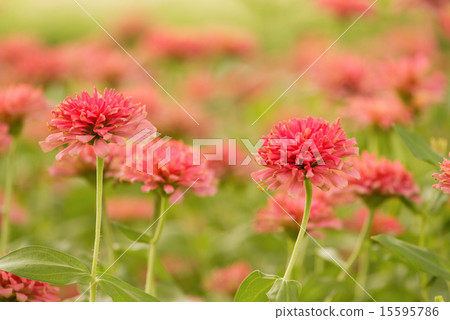 Garden of  beautiful pink zinnia (selective focus) 15595786