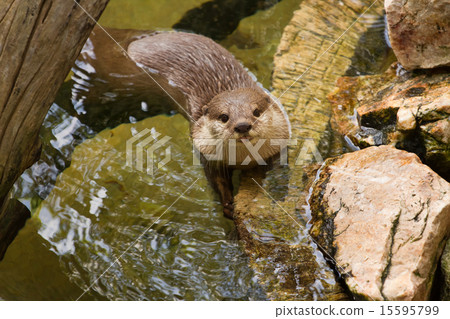 Oriental Short-Clawed Otter  swimming 15595799