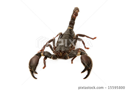 Scorpion fighting position Scorpion fighting position 15595800