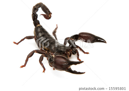 Scorpion fighting position 15595801