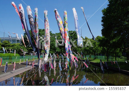 Carp and pond 15595837