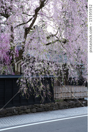 秋田仙北市角館 15595952