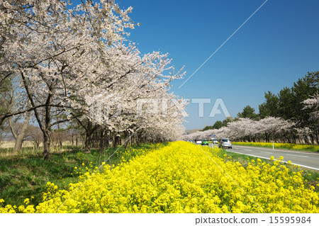 Akita Ogata village Nanohana road 15595984