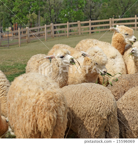 alpaca in the farm 15596069