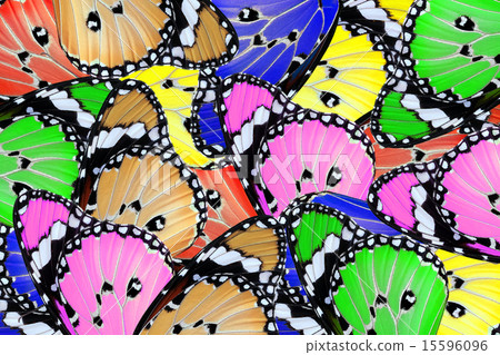 exotic color butterfly 15596096