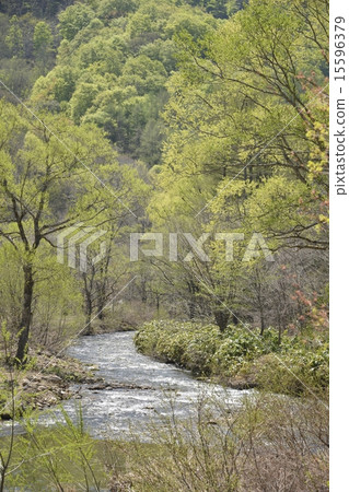 Mountain stream of Lake Hinohara in fresh green 1 Mountain stream of Lake Hinohara in fresh green 1 15596379