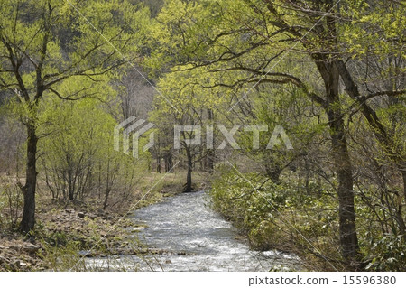 Mountain stream of Lake Hinohara 2 of fresh green Mountain stream of Lake Hinohara 2 of fresh green 15596380
