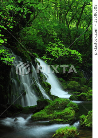 Fresh green former falls underwater water 15596508