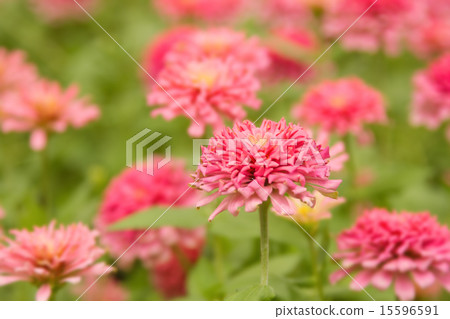 Garden of  beautiful pink zinnia (selective focus) 15596591