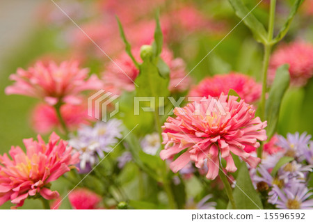 Garden of  beautiful pink zinnia (selective focus) 15596592
