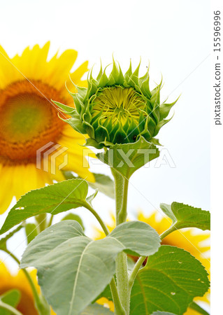 Sunflower sunflower, a summer tradition, begins to bloom ashamed 15596996