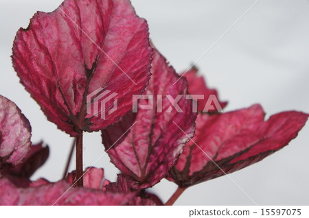 Fire Begonia Fire Begonia 15597075