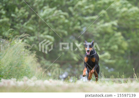 杜賓犬在草地上跑步 15597139