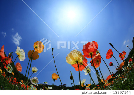 Iceland Poppies 177 Iceland Poppies 177 15597144