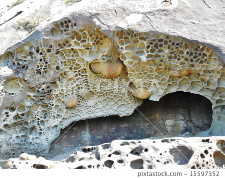 偷偷摸摸的海岸 15597352