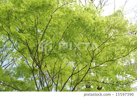 Momiji的年輕葉子 Momiji的年輕葉子 15597390