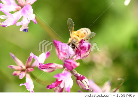 [Spring scene: bees collecting astragalus honey] 15597409