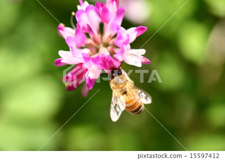 [春季現場：蜜蜂採集黃芪蜂蜜] 15597412