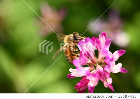 [Spring scene: bees collecting astragalus honey] 15597413