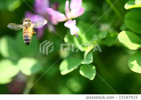 [春季現場：蜜蜂採集黃芪蜂蜜] 15597415