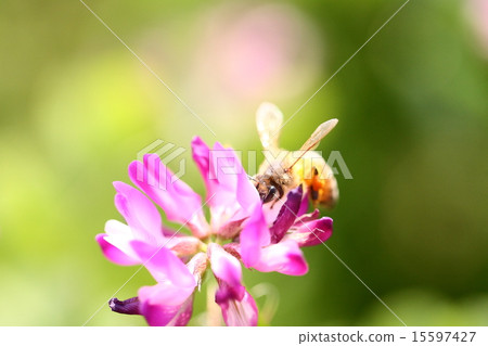 [Spring scene: bees collecting astragalus honey] 15597427
