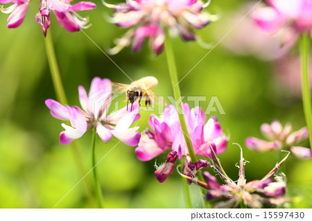 [Spring scene: bees collecting astragalus honey] 15597430