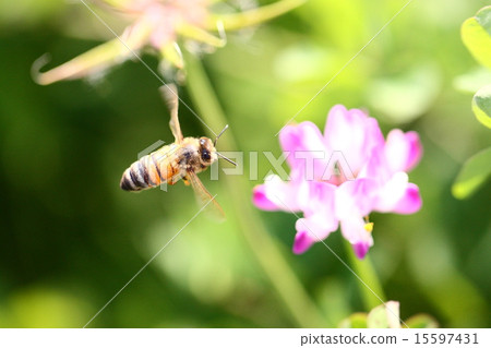 [Spring scene: bees collecting astragalus honey] 15597431